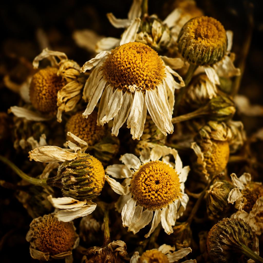 Chamomile Extract